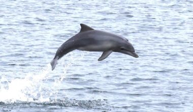Much-loved Port River dolphin Rocket found with life-ending injuries