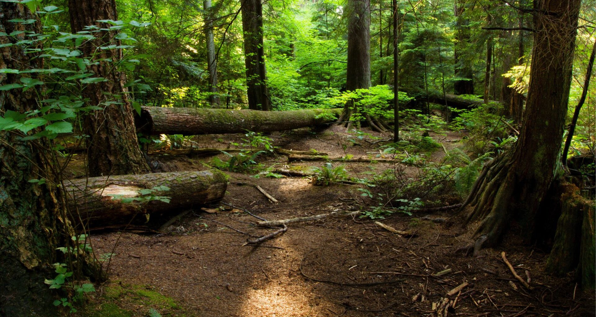 Extinct For 200 Years Rare Predator Reappears In Ohio’s Forests