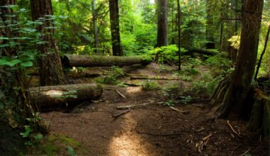 Extinct For 200 Years Rare Predator Reappears In Ohio’s Forests