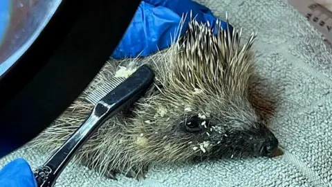 Sharon Longhurst A hedgehog is being brushed using a metal comb. It is covered in small white eggs.