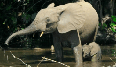 why elephants and forests rise and fall together in the Congo Basin