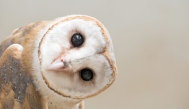Curious kids: do owls have bogies?