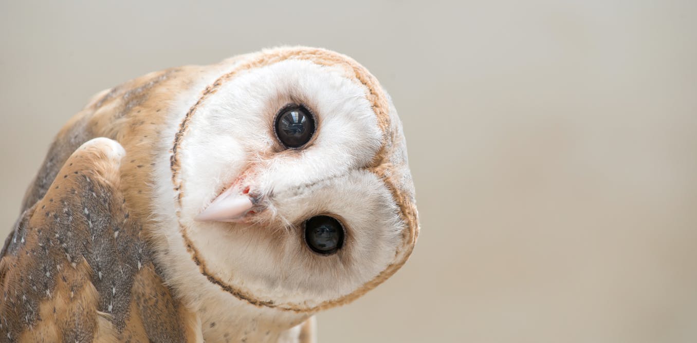 Curious kids: do owls have bogies?