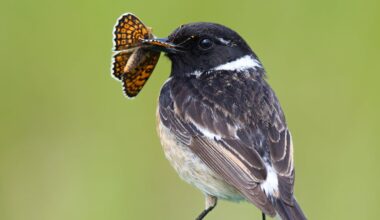 Warn, hide or stand out? How colour in the animal world is a battle for survival