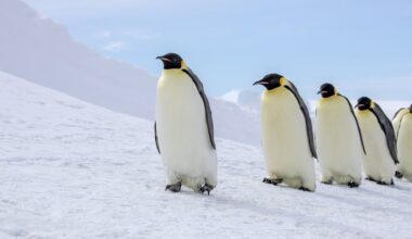 Close relatives of emperor penguins lived in NZ some 3 million years ago. What caused their extinction?