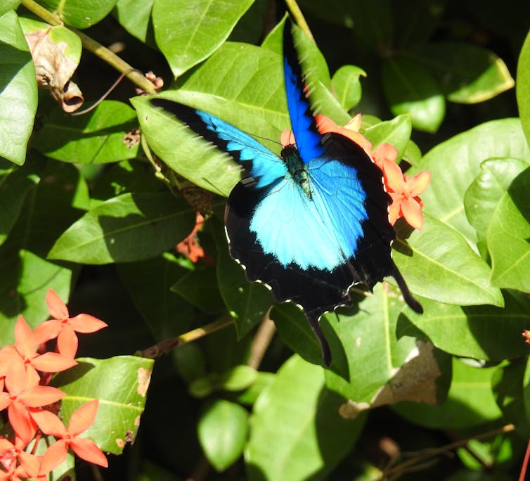 A blue and black butterfly on a green leaf.