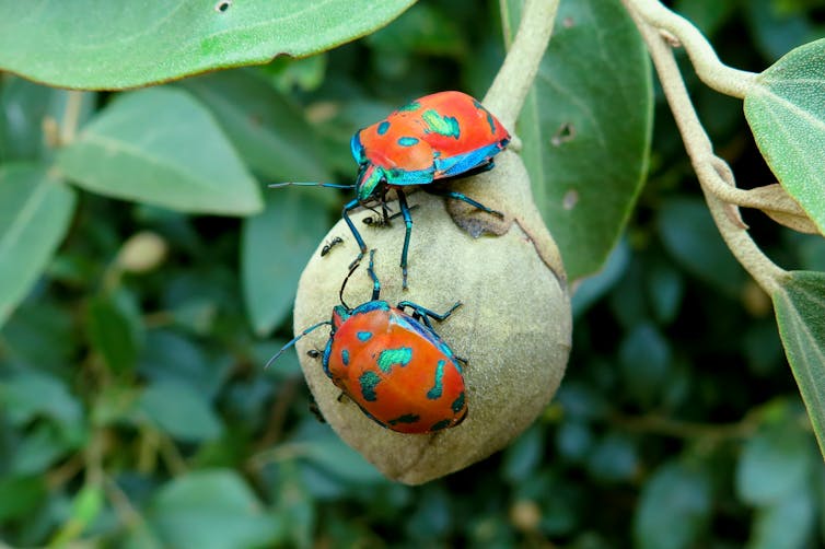 Two shiny blue and red bugs sitting on a tree.