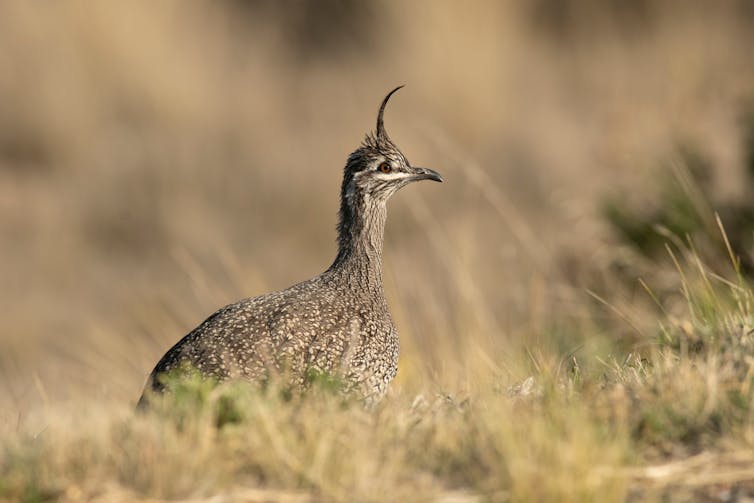 Small brown bird walking in grassland.