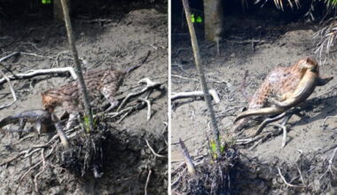 Rare photos capture fishing cat preying on monitor lizard in the Sundarbans