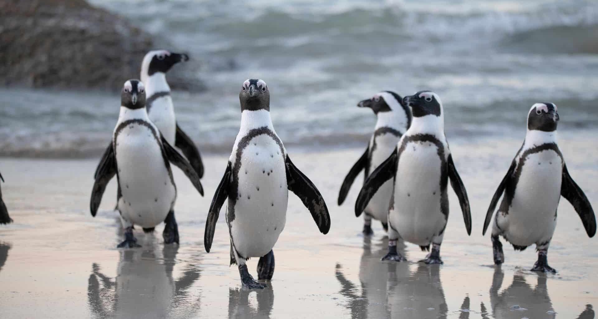 Flock Of Penguins Near Sea