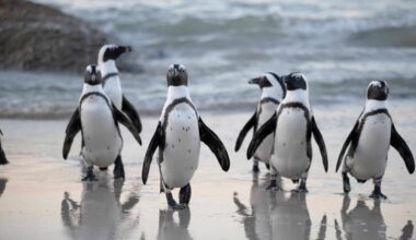 Flock Of Penguins Near Sea