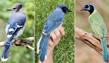 A blue jay and a green jay mated, researchers say. Their offspring is a scientific marvel
