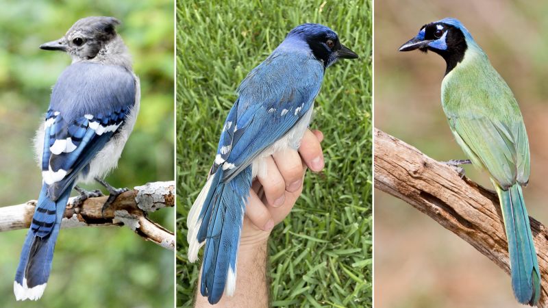 A blue jay and a green jay mated, researchers say. Their offspring is a scientific marvel