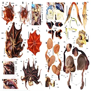 Opisthoteuthis carnarvonensis sp. nov., whole aspects, arm detail and funnel organ. Credit: Western Australia Museum