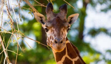 Ever Seen A Giraffe Use An Inhaler? Now You Can, And It’s Incredibly Wholesome