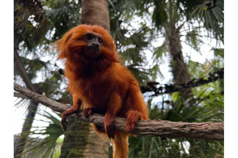 Golden lion tamarins and sloths become unlikely roommates at Palm Beach Zoo