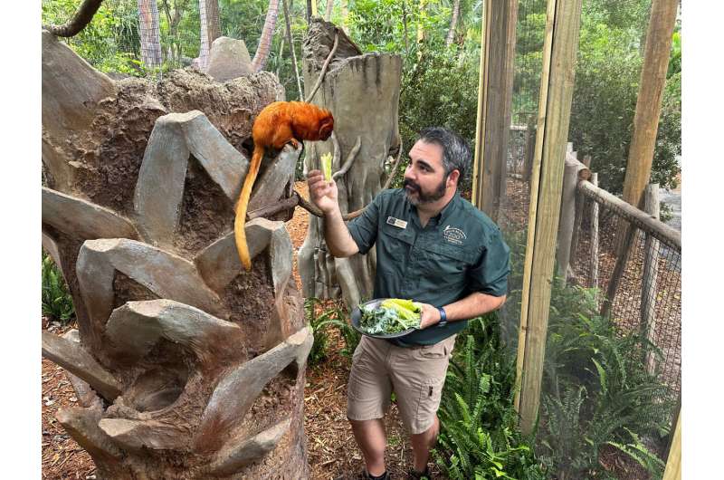 Golden lion tamarins and sloths become unlikely roommates at Palm Beach Zoo