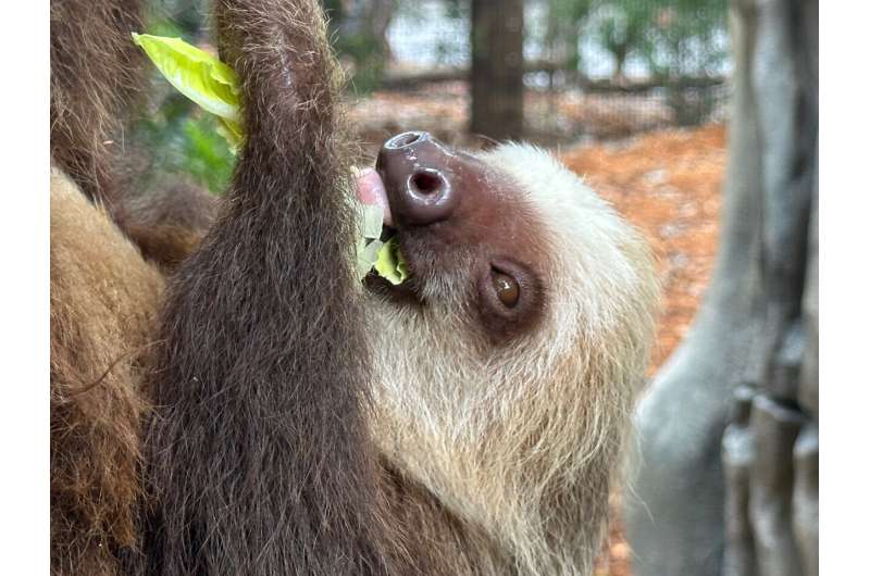 Golden lion tamarins and sloths become unlikely roommates at Palm Beach Zoo