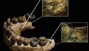 Homo Habilis Were Hunted By Leopards, Challenging Idea They Were First Human Species To Become Apex Predators