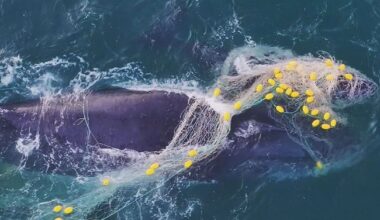 Distressed mother and baby whale rescued from shark nets off Queensland's Sunshine Coast