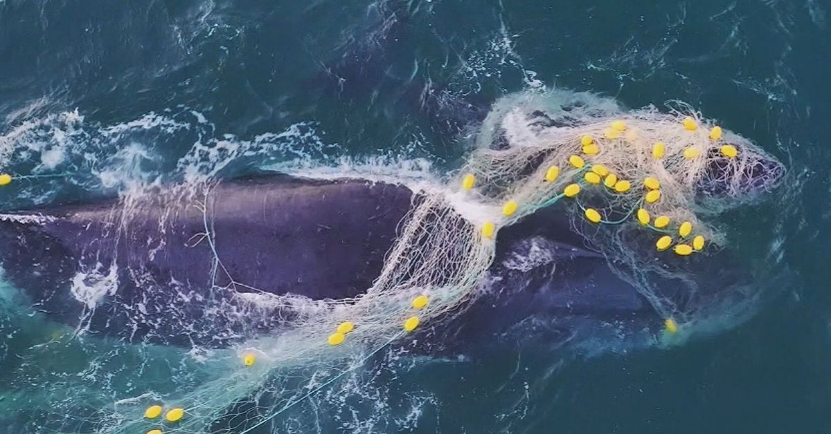 Distressed mother and baby whale rescued from shark nets off Queensland's Sunshine Coast