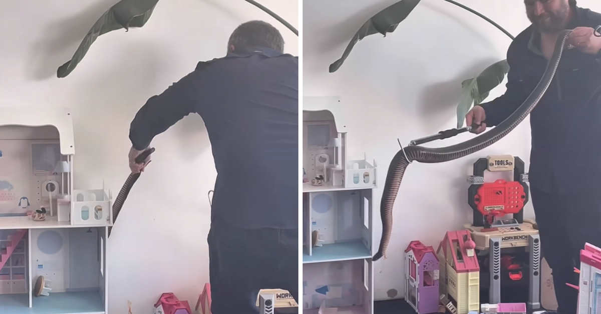 Shock as 'one of the biggest' black snakes slithers into children's playroom