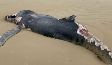 Whale dies after washing ashore on Victorian beach