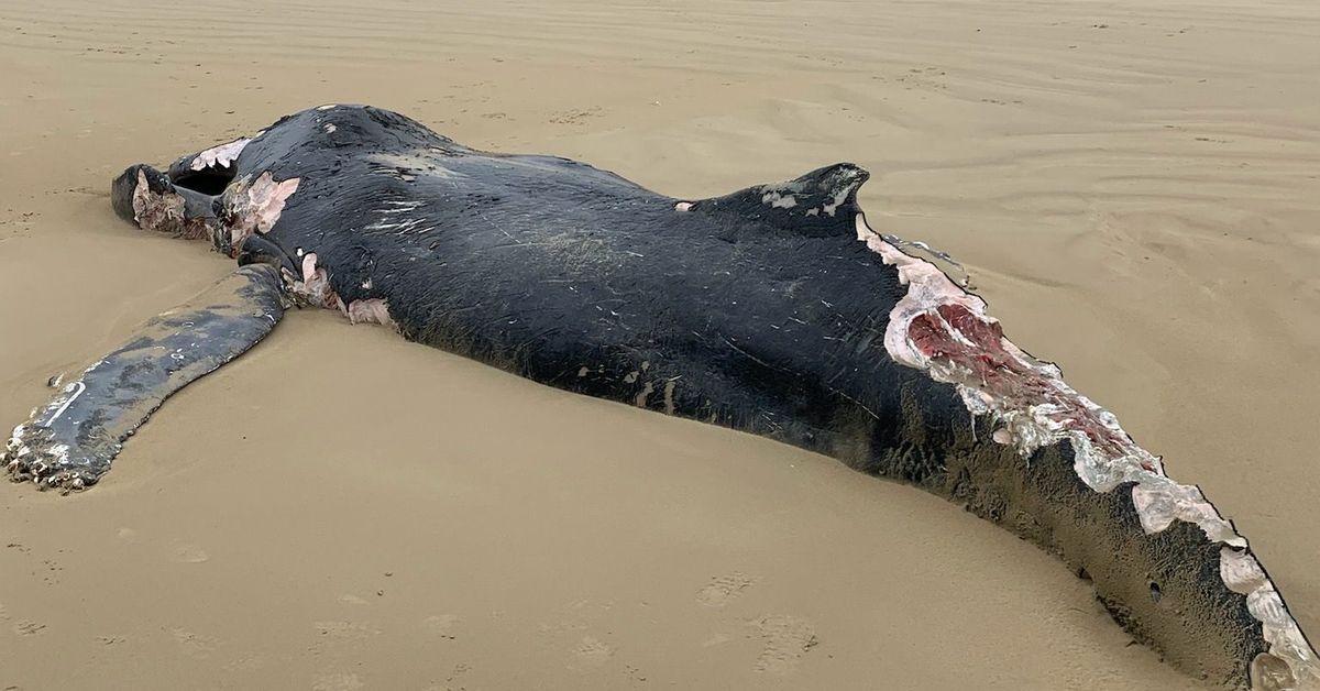 Whale dies after washing ashore on Victorian beach
