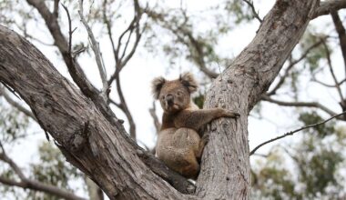 Koalas to be vaccinated against deadly chlamydia in world first