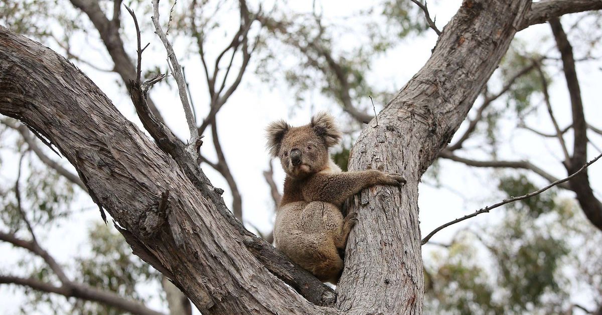 Koalas to be vaccinated against deadly chlamydia in world first