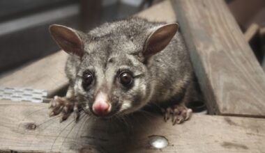 Possum infestations Australia: How to prevent possums making your house their home as demand for removal surges ahead of summer
