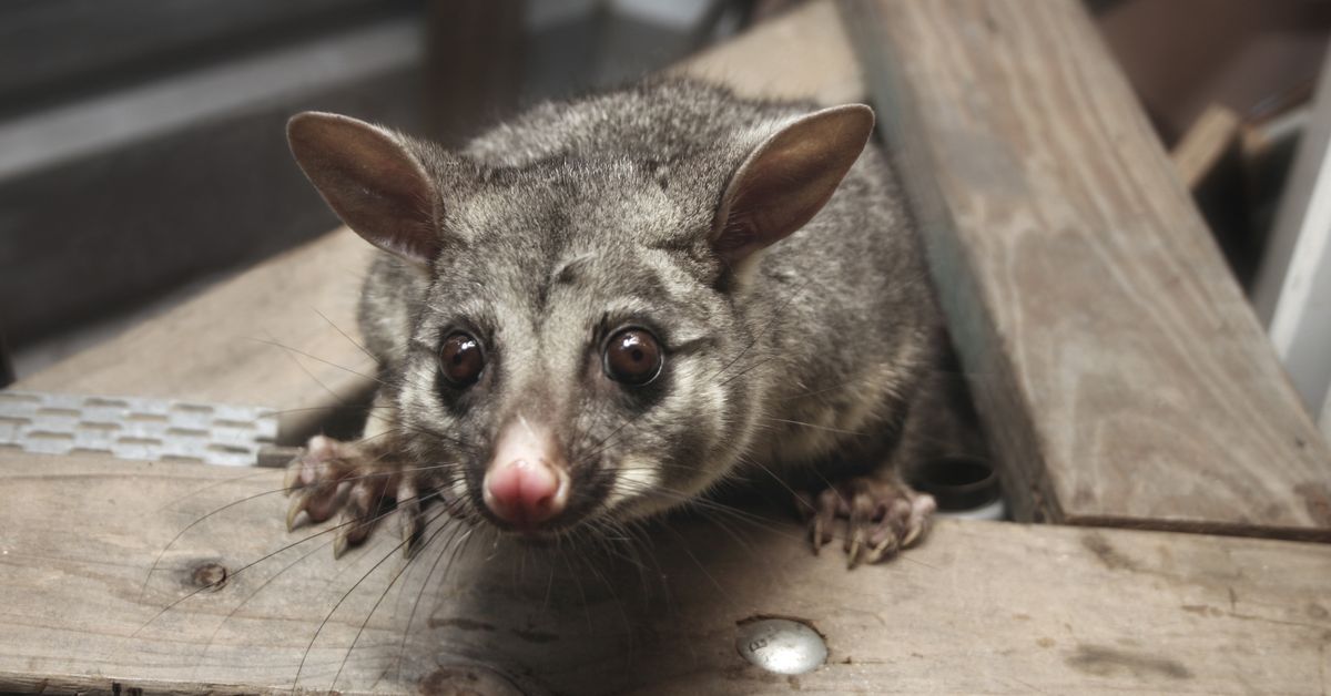 Possum infestations Australia: How to prevent possums making your house their home as demand for removal surges ahead of summer