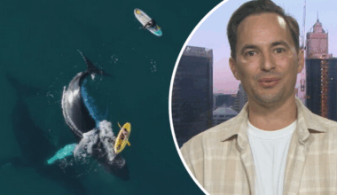 Incredible close encounter with two gentle giants caught on camera