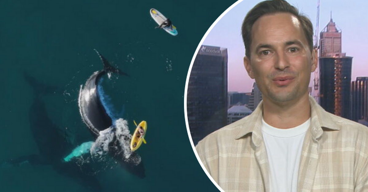 Incredible close encounter with two gentle giants caught on camera