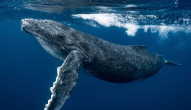 Humpback Whale