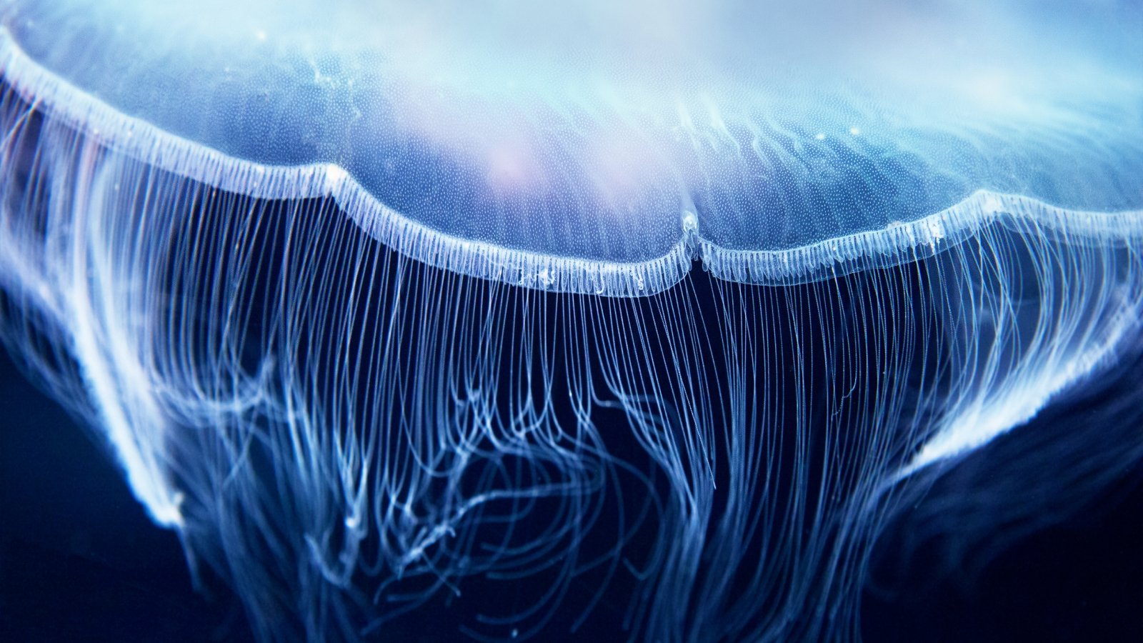 Aurelia jelly fish ( (also called common jellyfish, moon jellyfish, moon jelly, saucer jelly, Cnidaria, Scyphozoa), up close.