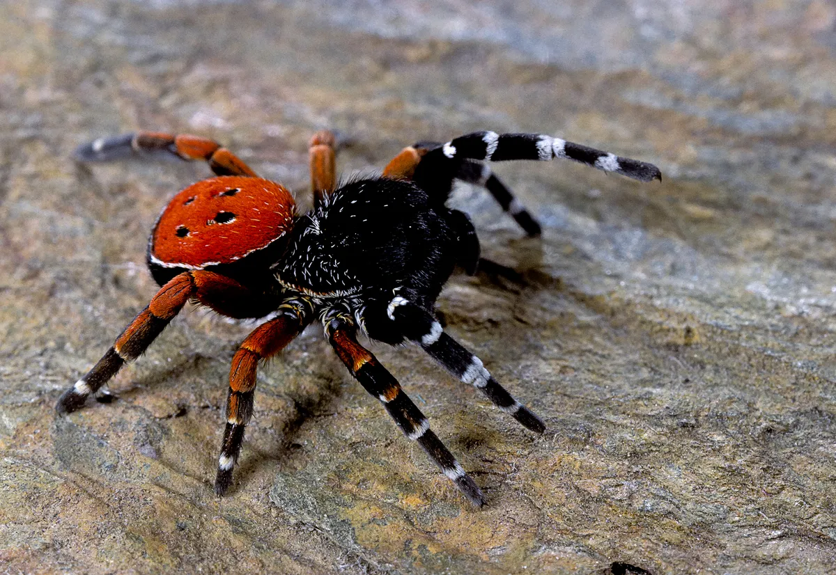 ladybird spider