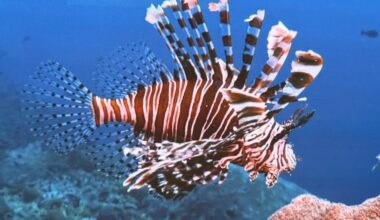 lionfish Greece