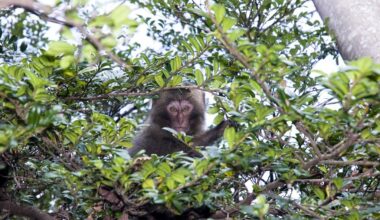 Cheeky macaques vs Japanese farm dogs – watch this Shiba Inu showdown