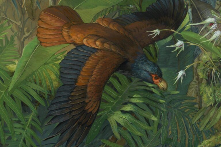 Artist's conception of a manumea, Samoa's 'little dodo.' Image via Samoa Conservation Society fundraising page.