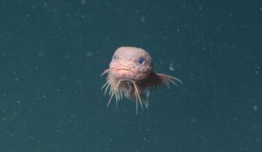 The bumpy snailfish is seen face on in a dark green sea filled with small specks. The fish has a large head, large eyes, and has spiky fins coming off the body.