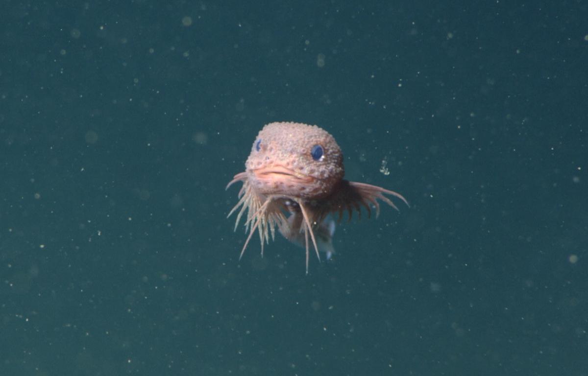 The bumpy snailfish is seen face on in a dark green sea filled with small specks. The fish has a large head, large eyes, and has spiky fins coming off the body.
