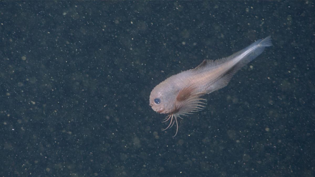 The bumpy snailfish (Careproctus colliculi) has a distinctive pink color, pectoral fins with long fin rays, and a unique bumpy texture. The snailfish is shown in a side view and appears to be swimming down and to the left.