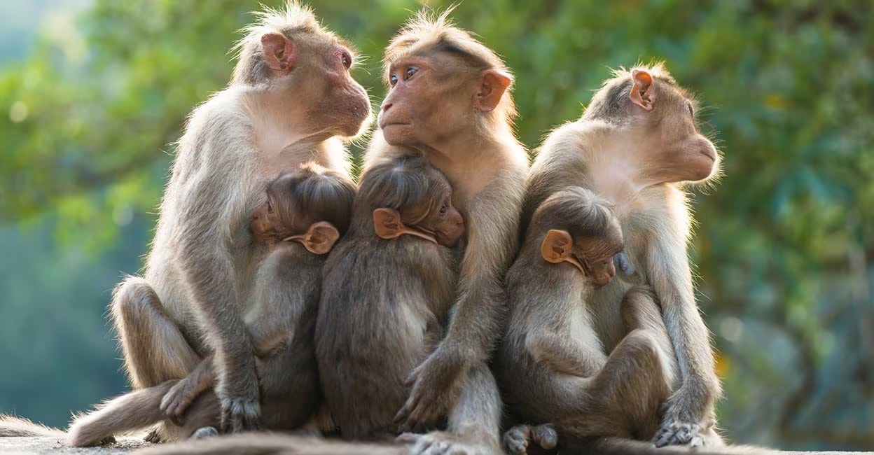 File Image: Manorama