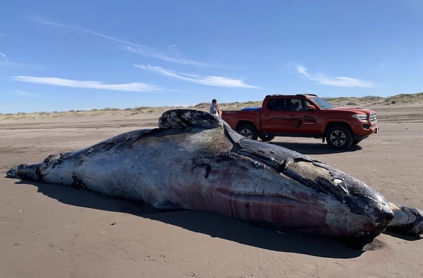 dead gray whale