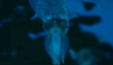 a mystery cube night: the eerie creature