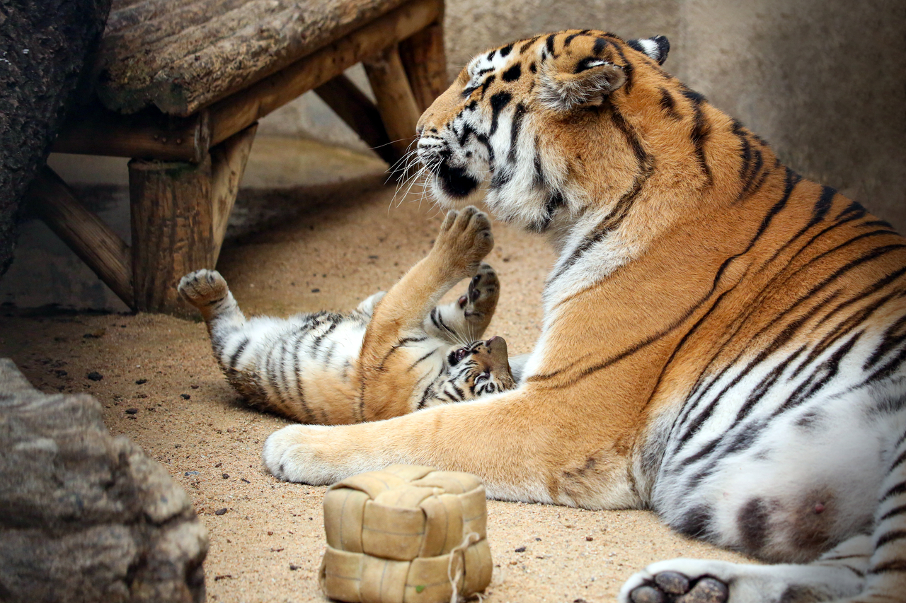 The playful cub rolls on the ground while interacting with its mother on Sep. 2. (Seoul Grand Park)