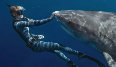 Ocean Ramsey explains what happened when she turned her back on a tiger shark