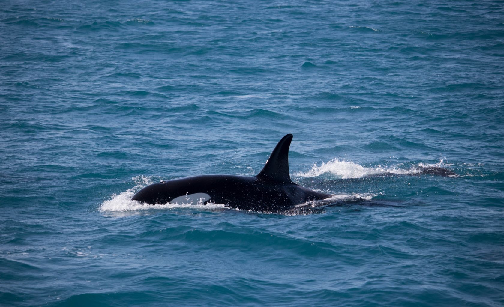 Why are orcas 'attacking' boats in Portugal?