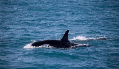 Why are orcas 'attacking' boats in Portugal?